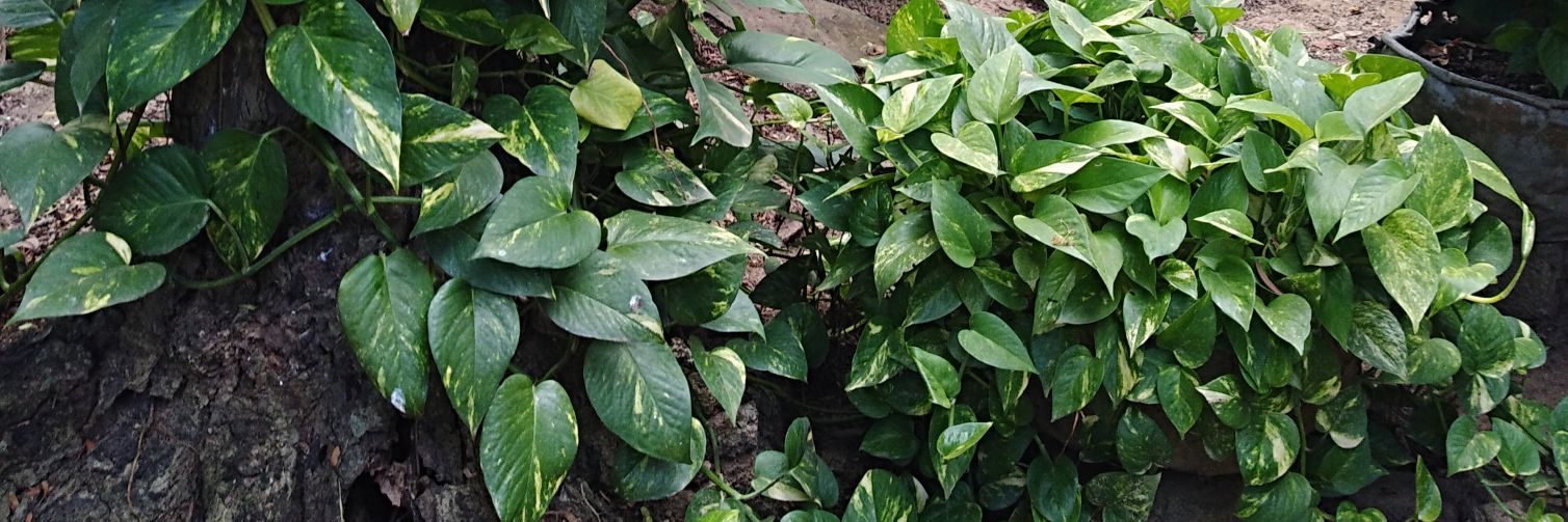 Jean Jiménez banner