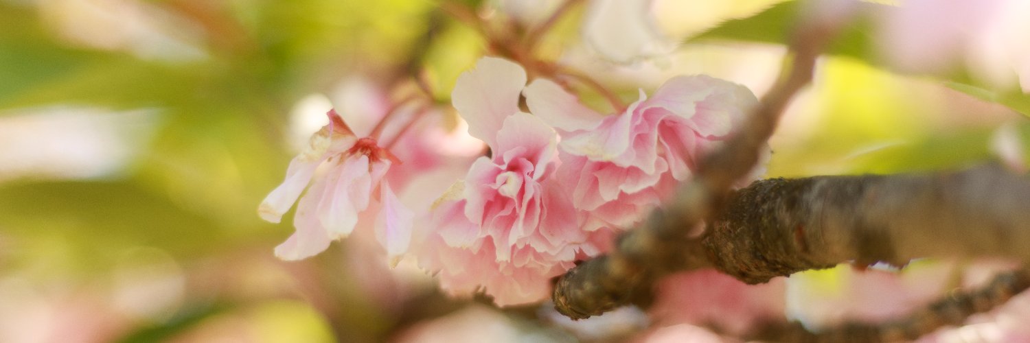 madelaines_'s profile banner image