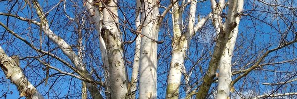 MorrissLisa Profile Banner