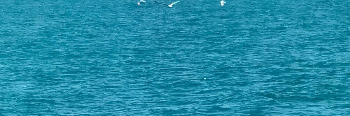 coo_chef's profile banner image