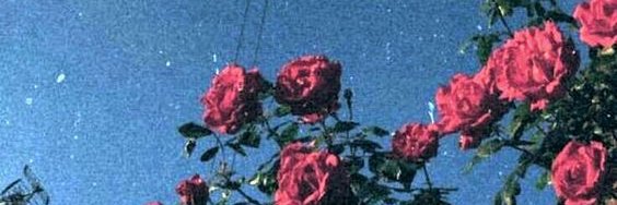 carimec32's profile banner image