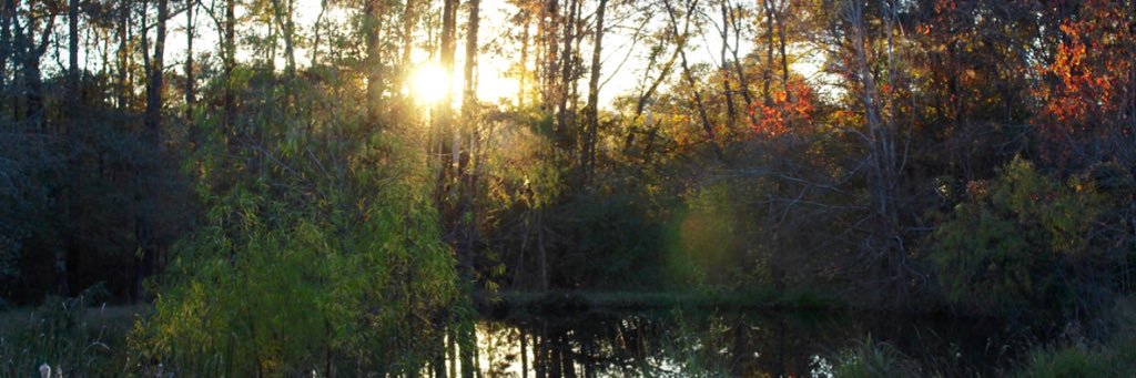 sydneyshea__'s profile banner image