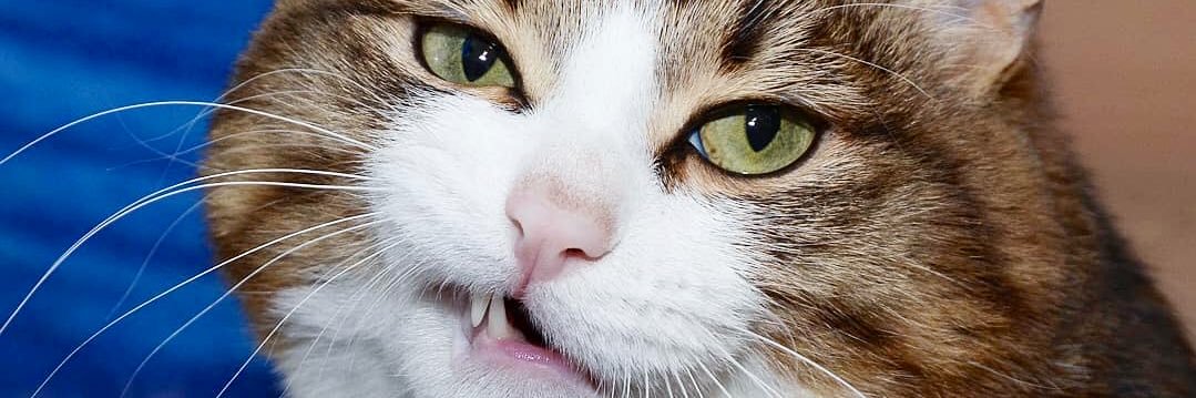 Zyweet's profile banner image