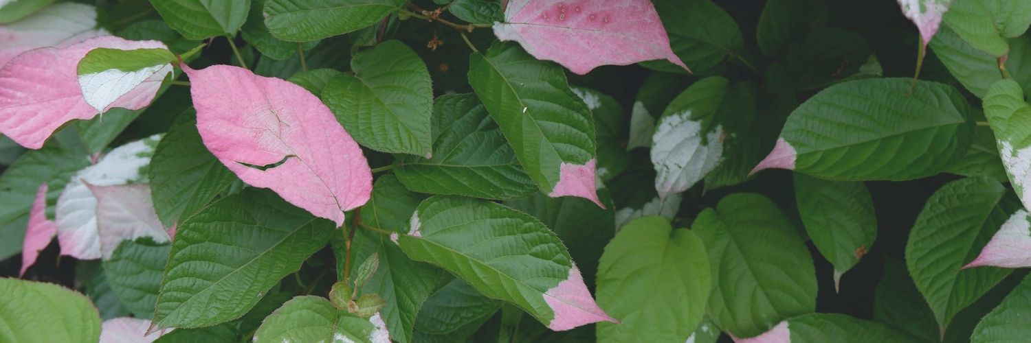 cherrichiro's profile banner image