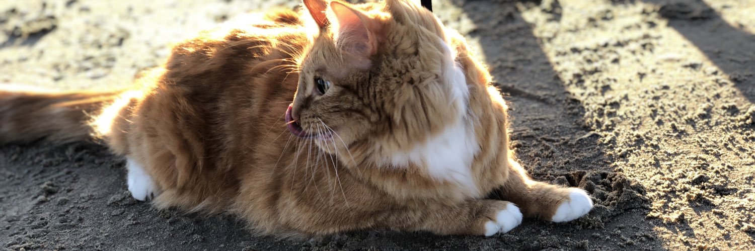 gingaforman's profile banner image