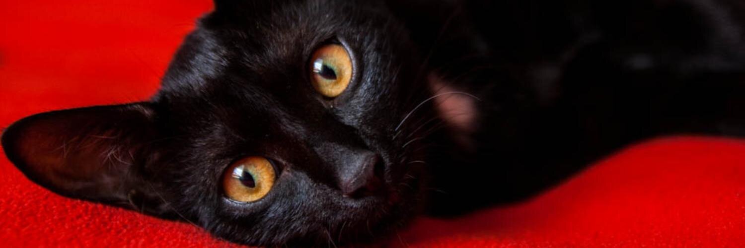 sevila's profile banner image