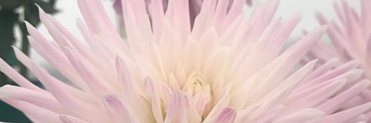 Amy Tomlinson banner
