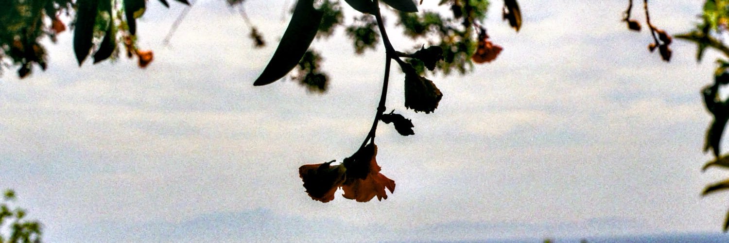 IGNOREDonces's profile banner image