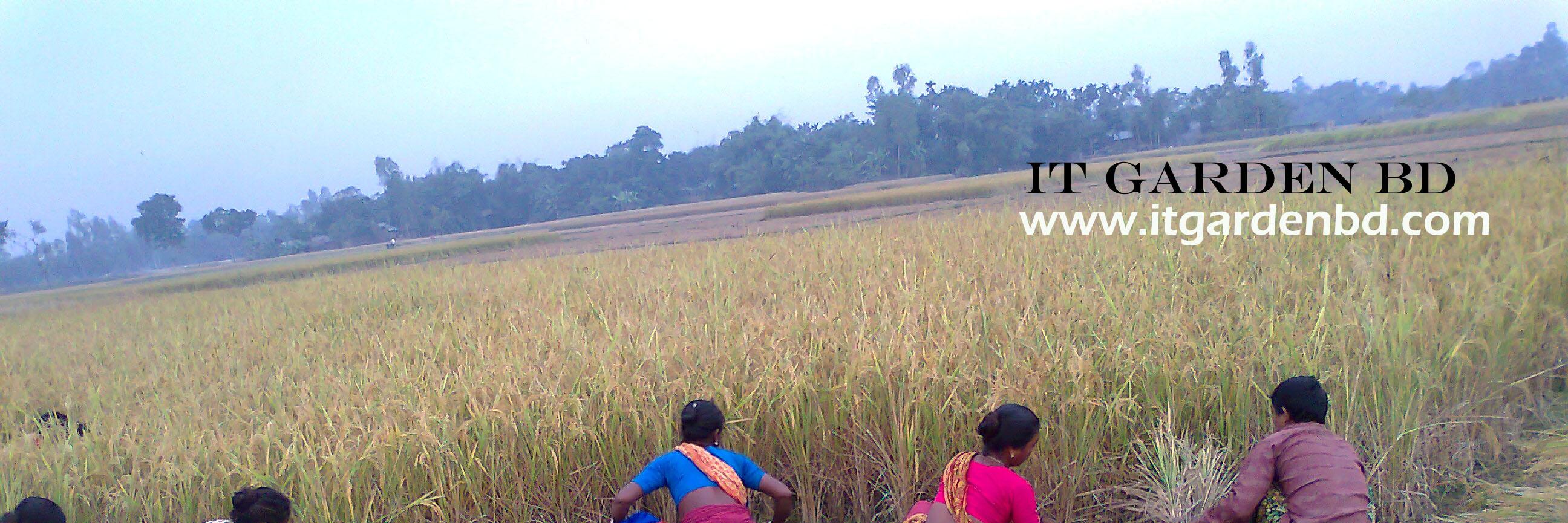 মোঃশাহাদৎ হোসেন banner