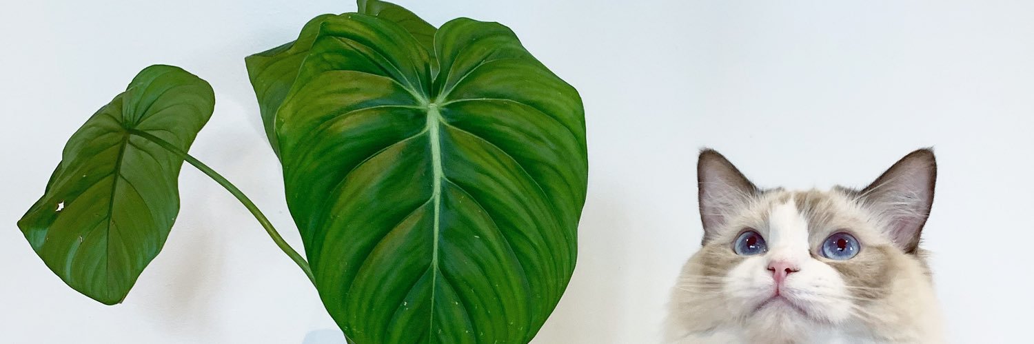 shilzna's profile banner image