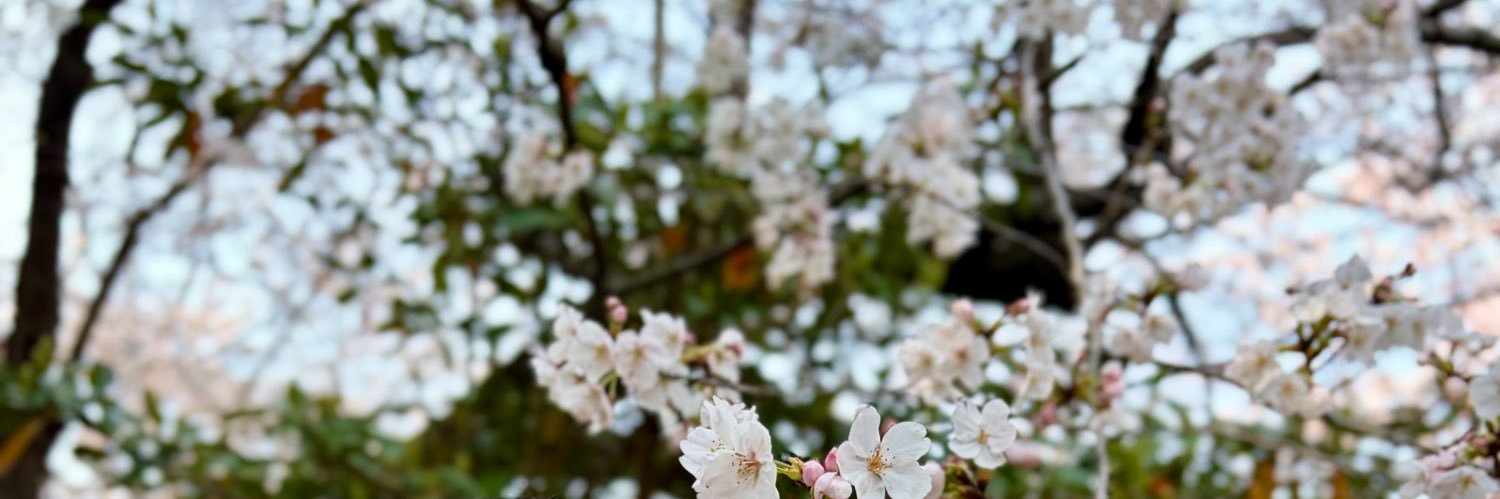 ひらっちー👙種市はいいぞ🍒みおちゅんdela推しﾏﾘｰﾝｽﾞ banner