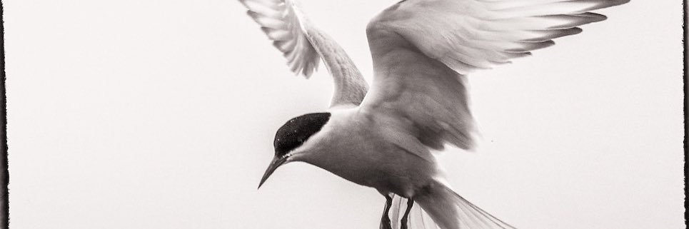TheOpticFox's profile banner image