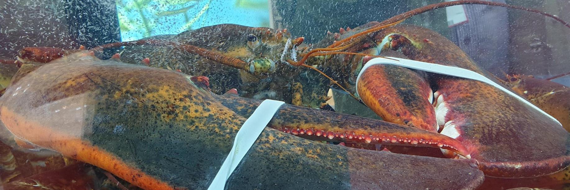 East Coast Seafood banner