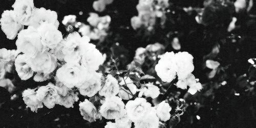 xallisoncollins's profile banner image