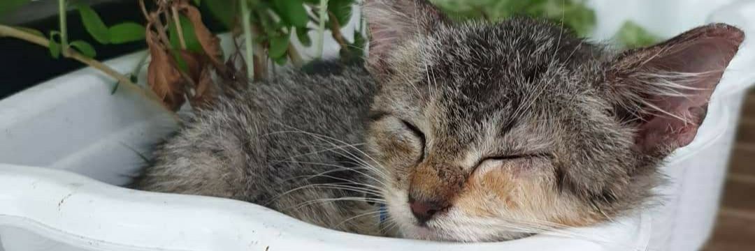 lushyetva27's profile banner image