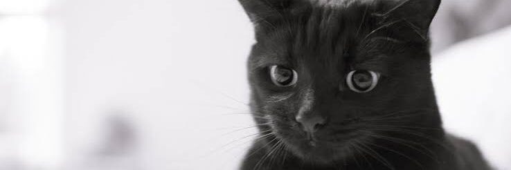 evilution6's profile banner image