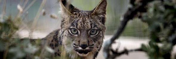 NKYCAT1's profile banner image