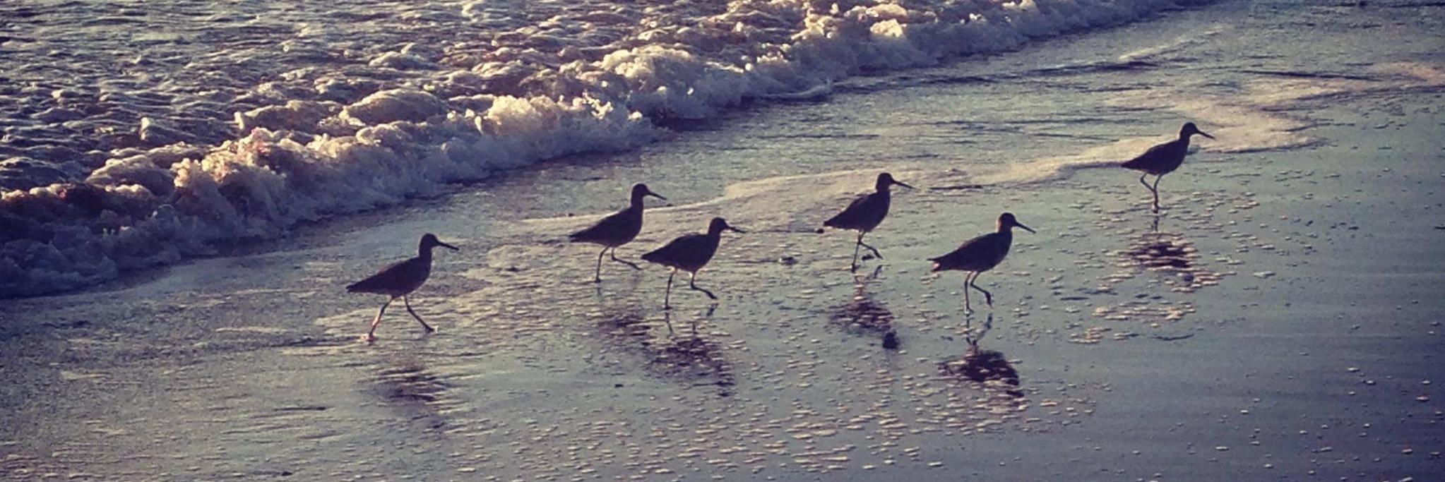 Risa Grais-Targow banner