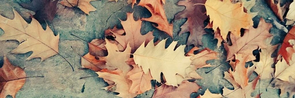 MFRopelato's profile banner image