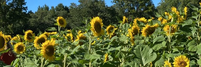 Meredith_Lambo's profile banner image