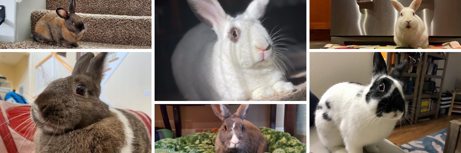 BunnyBrigade's profile banner image