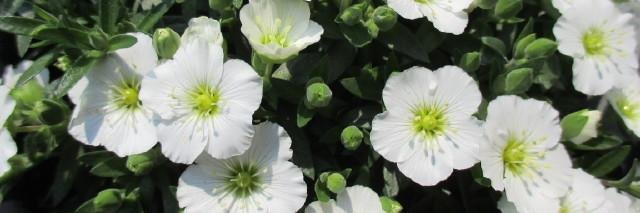 とり７割：春(*^-^*) banner