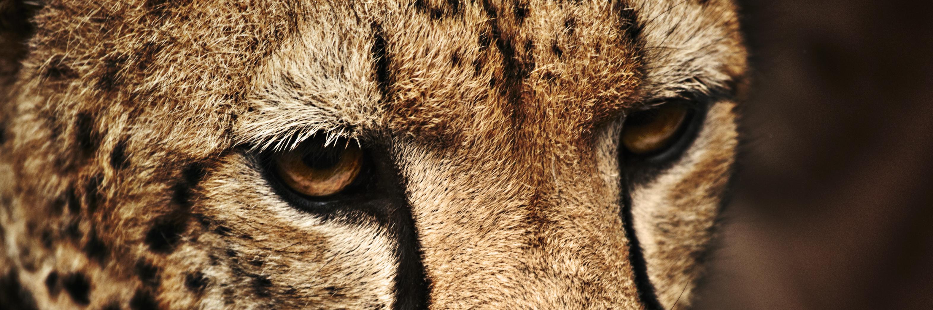 Dynocrates's profile banner image