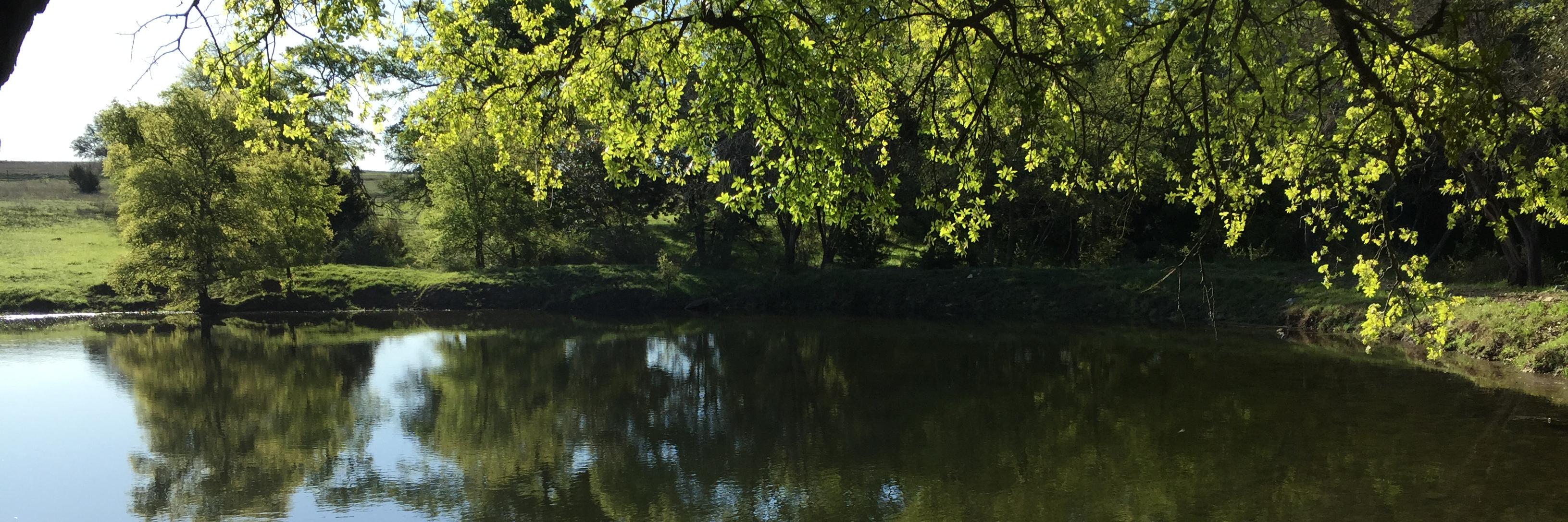 Elizabeth Swaner banner