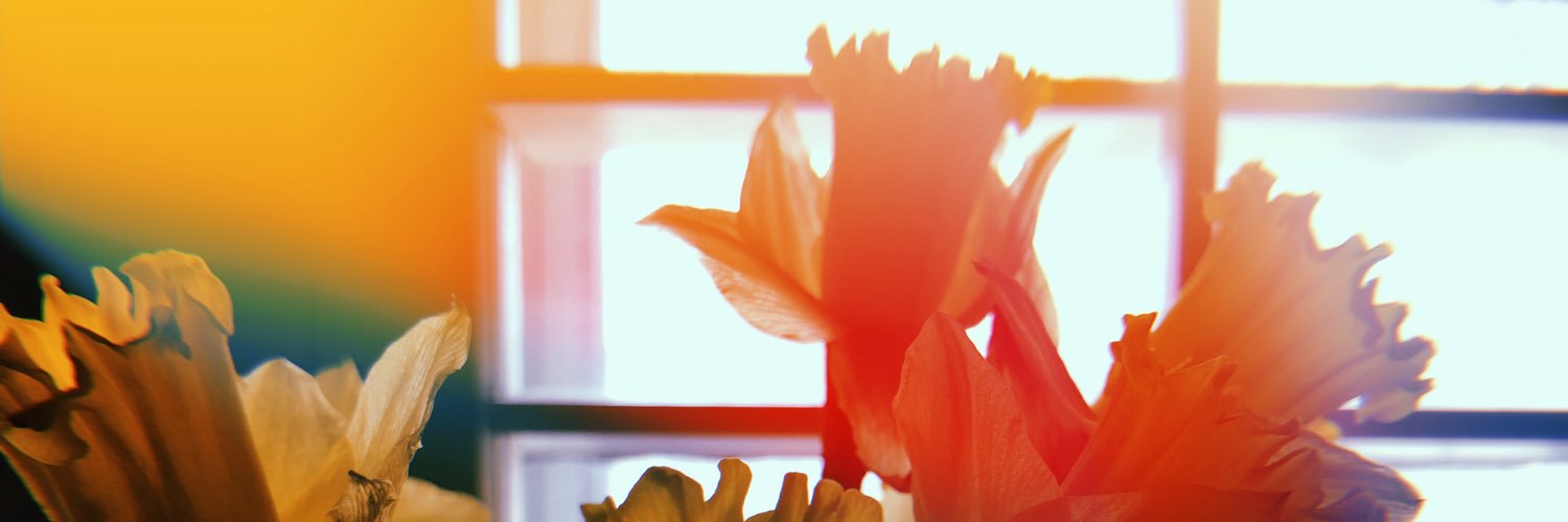 CELESTlALGARDEN's profile banner image