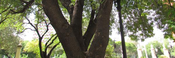 IglesiaVerde Profile Banner