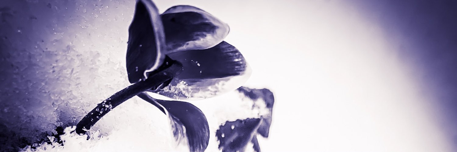 laurmarieq's profile banner image