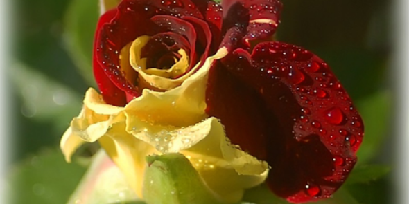 dutuuradu's profile banner image