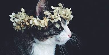limas_aline's profile banner image