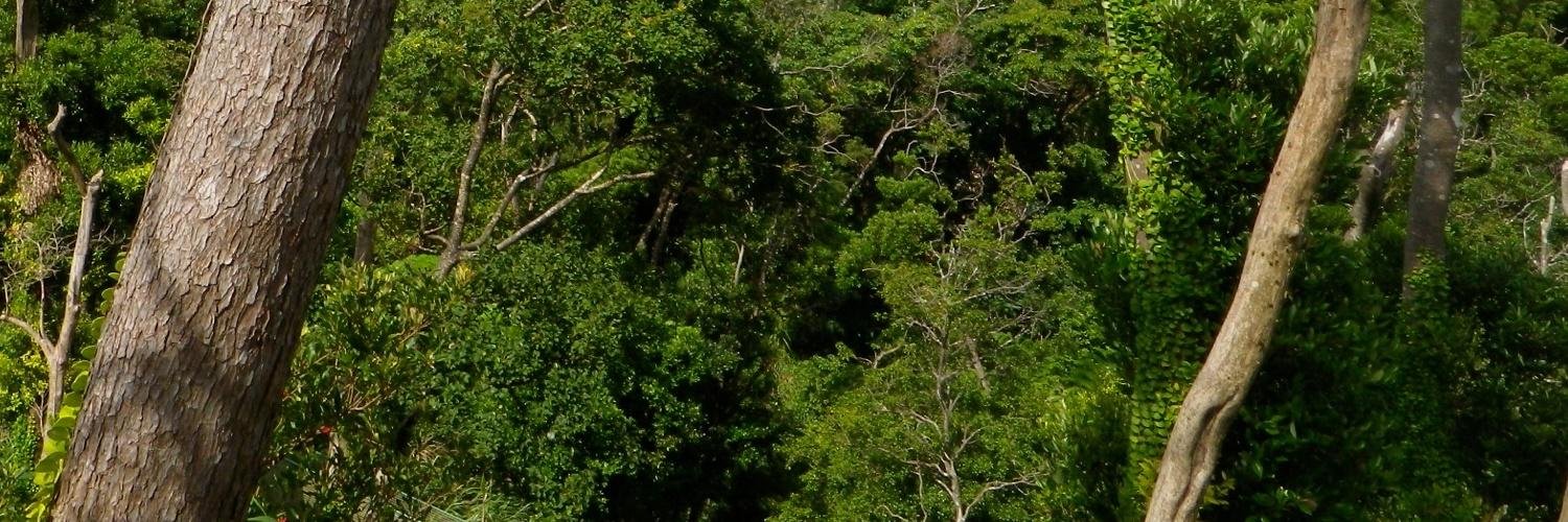 Bio_Gorilla_bot's profile banner image