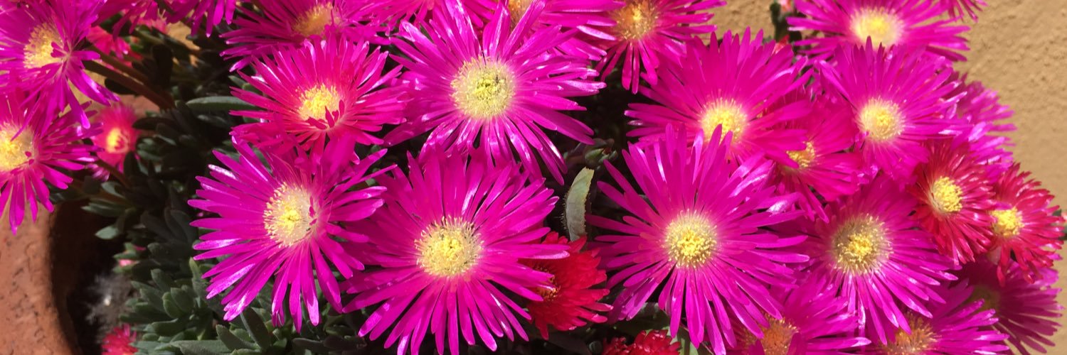 PinaPinami's profile banner image