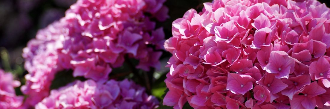 NeenKerr's profile banner image
