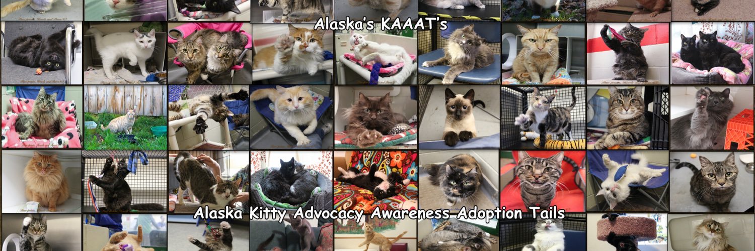 PPHOWLSANDPURRS's profile banner image