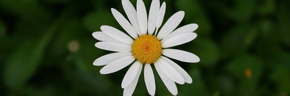 grade1leppanen's profile banner image