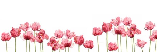 emilynrobbo Profile Banner