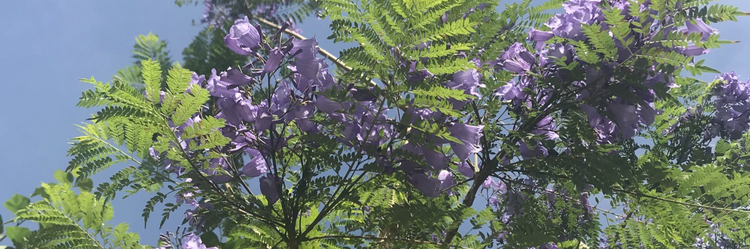 florjacaranda's profile banner image