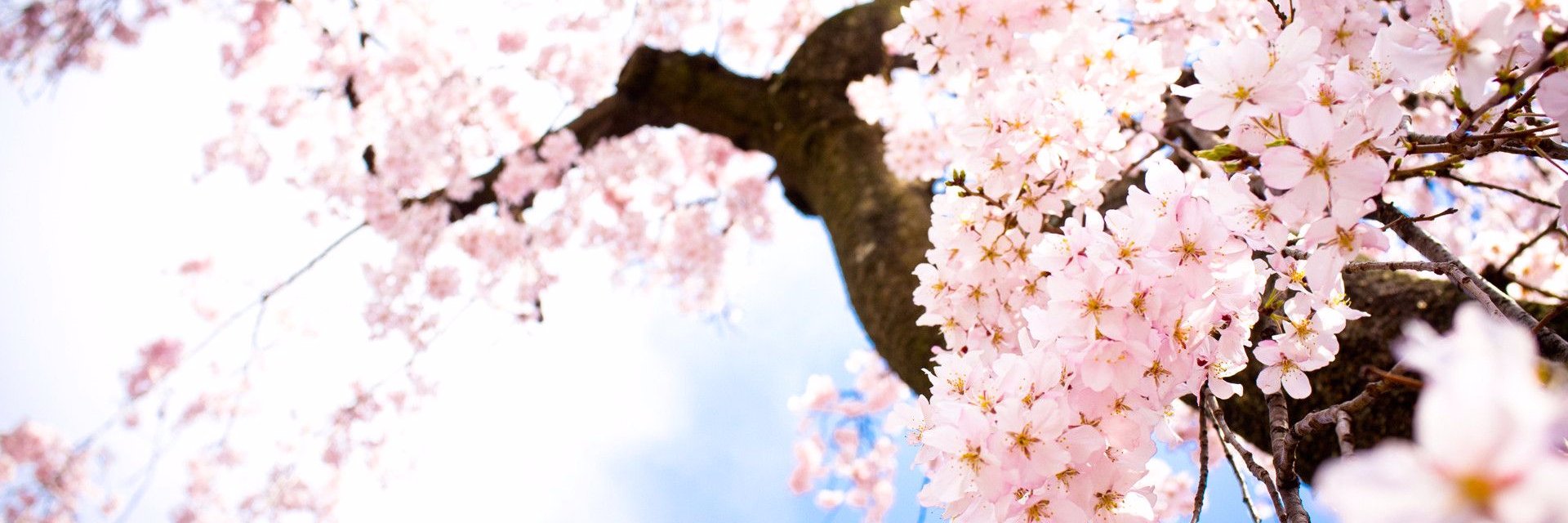 Bandur_456's profile banner image