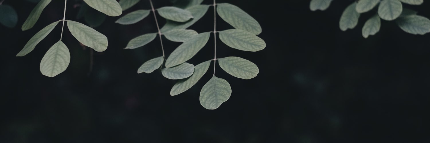 mrsnodgaard's profile banner image