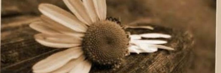 misstugba01's profile banner image