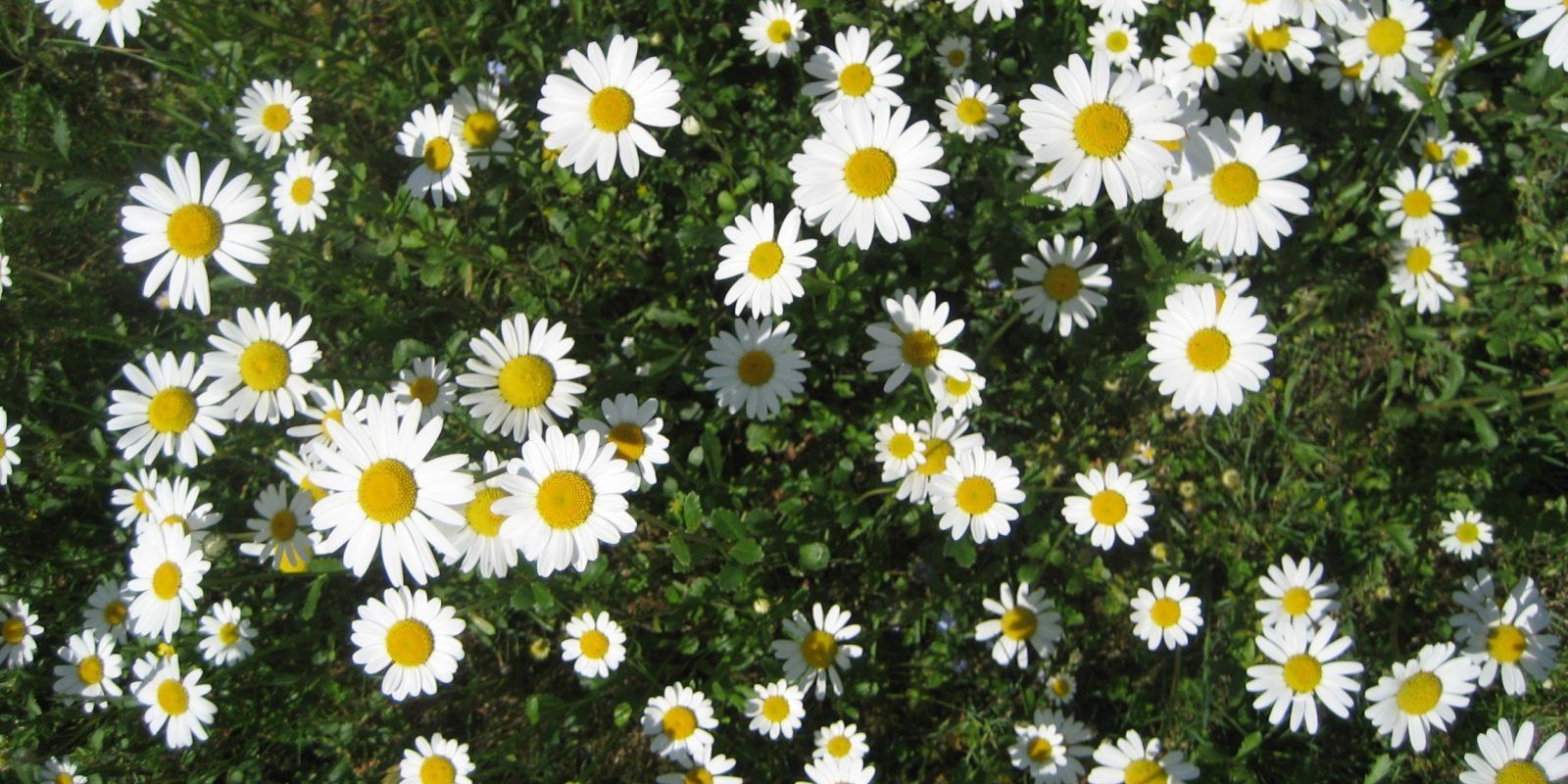 MartaTolra's profile banner image