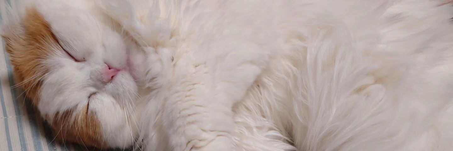 SWakairo's profile banner image