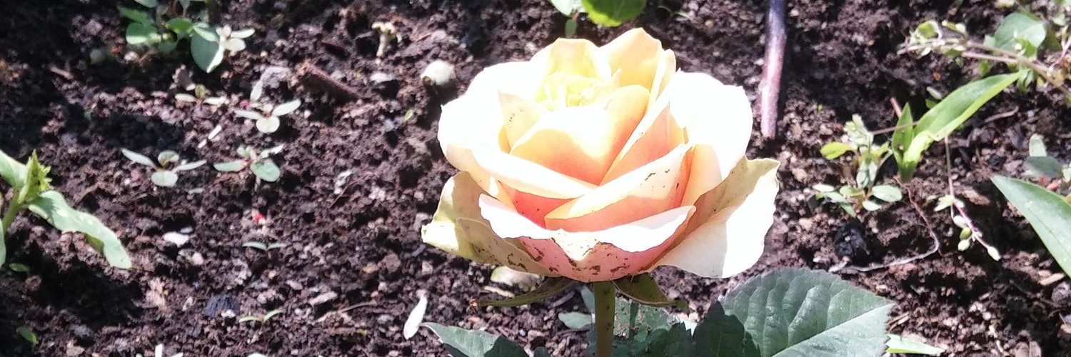 sny_grsl's profile banner image