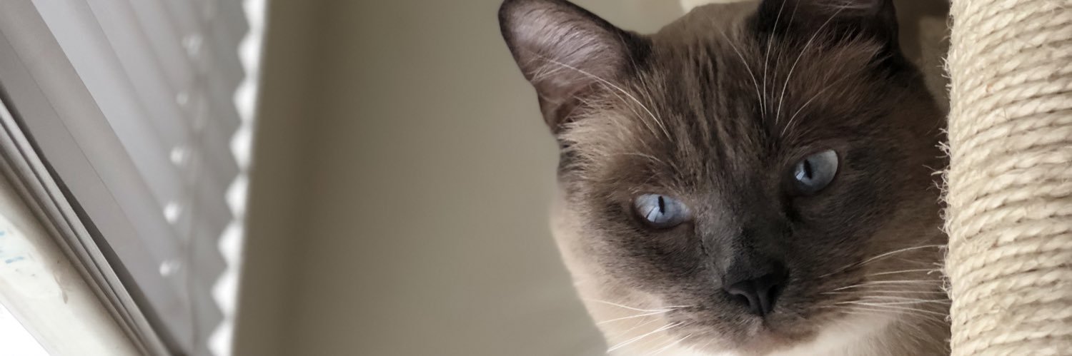 special Evucation banner