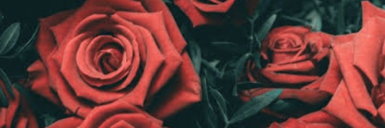 lialfieri's profile banner image