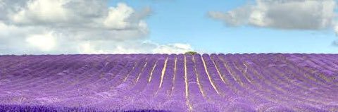 TrishaAbaday's profile banner image