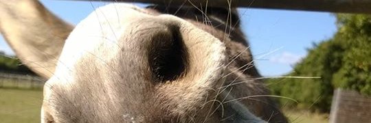 AnImpintheSouth's profile banner image
